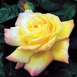 PEACE (hybrid tea)